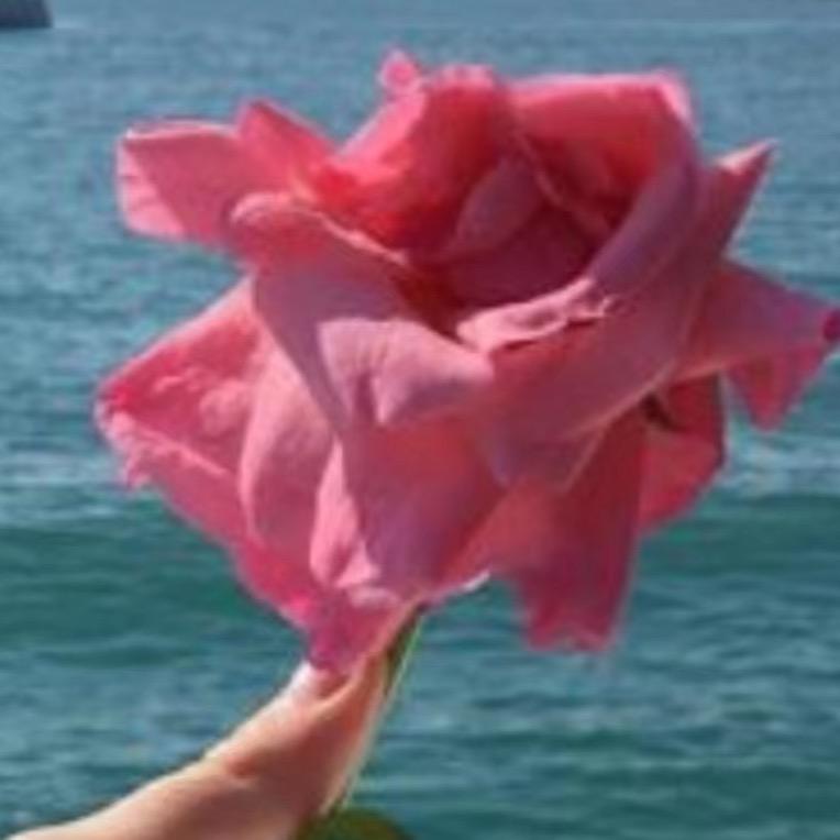 是你的🌸