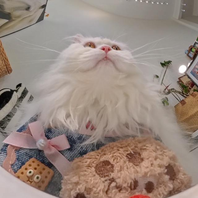 罐罐和小白