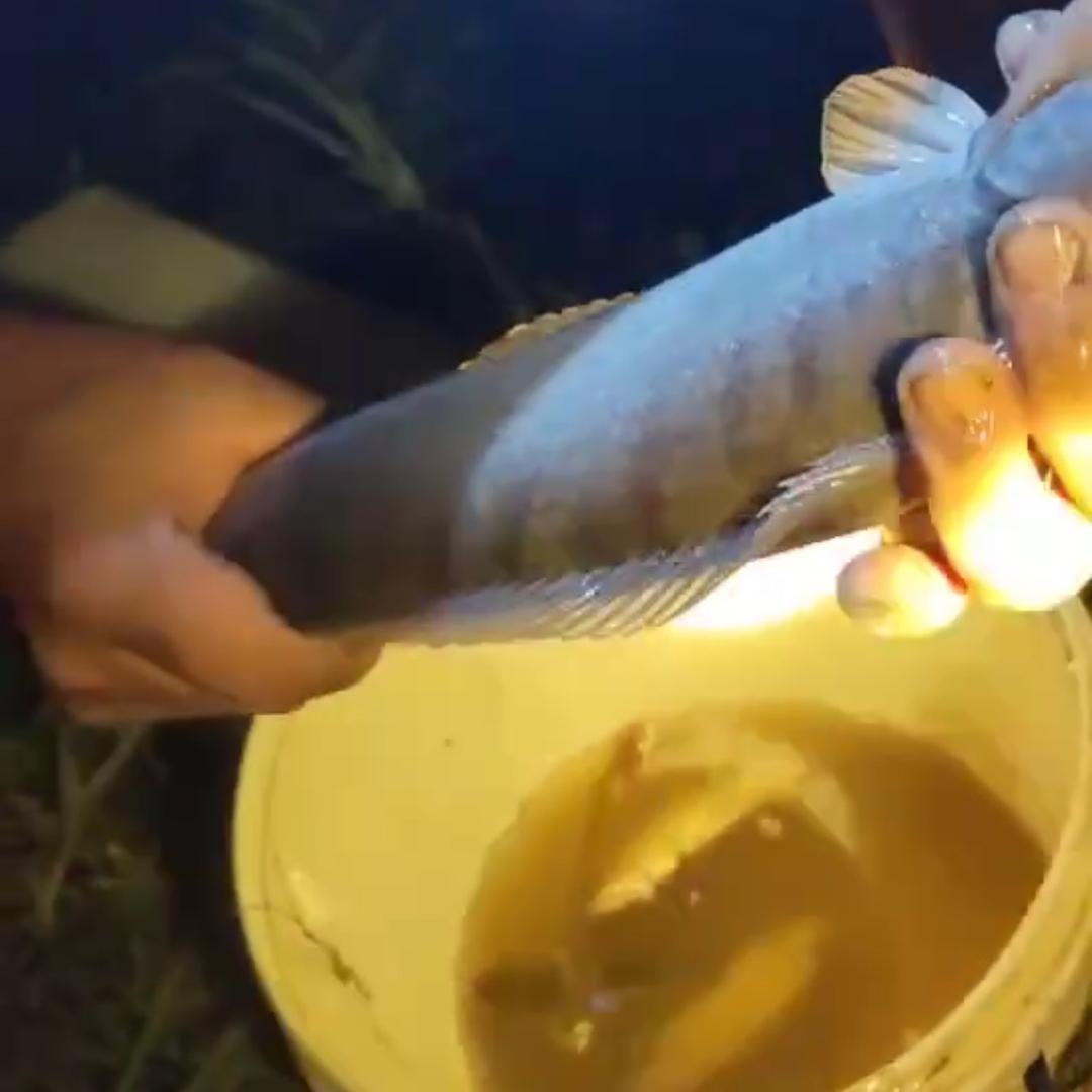大鱼海棠🐟