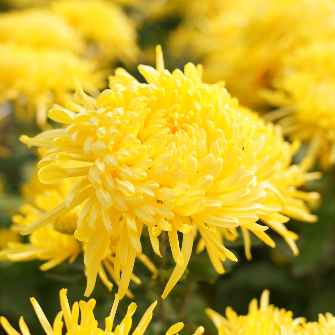 金丝皇菊优选店