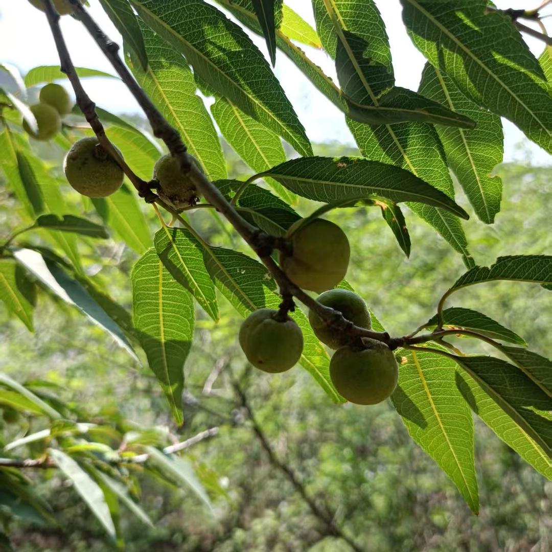 山西山里人家农副商行