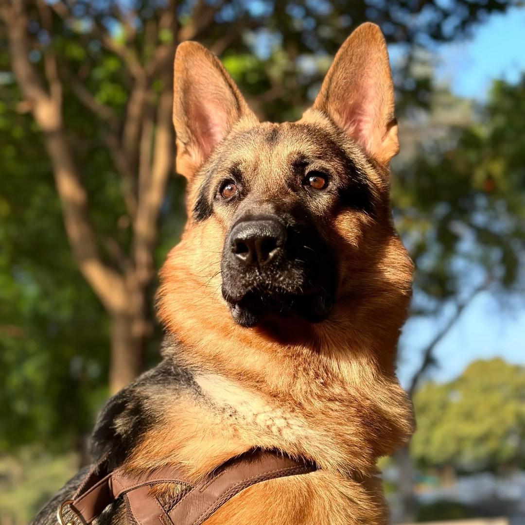 阿乐德牧犬舍
