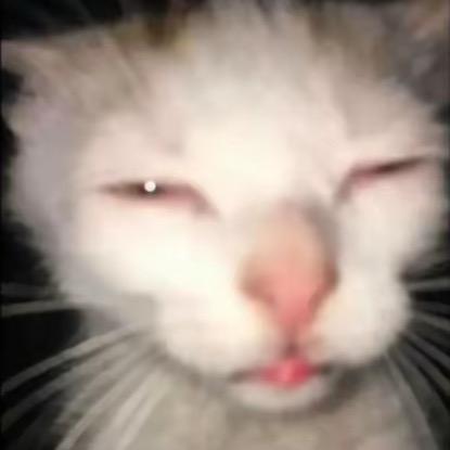 天才哒王咖喱炖