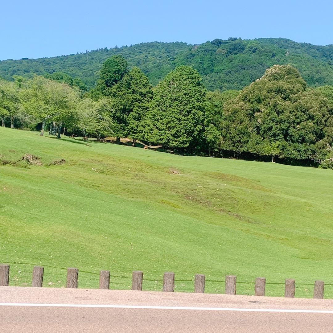 🐑樱花🌸(さくら)