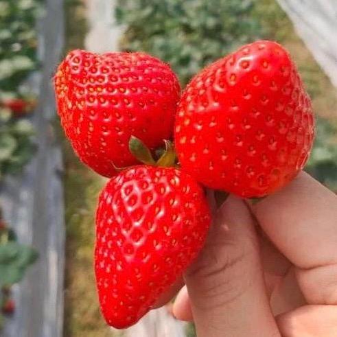 绍兴丰香草莓园