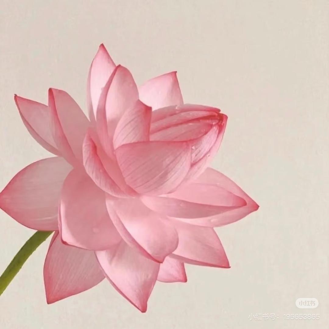 乐咳咳兔（分享版）