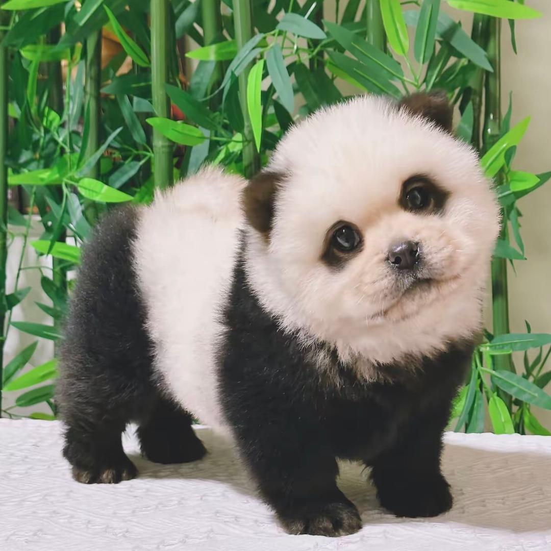 熊猫犬宠物乐园