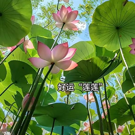 太阳的味道