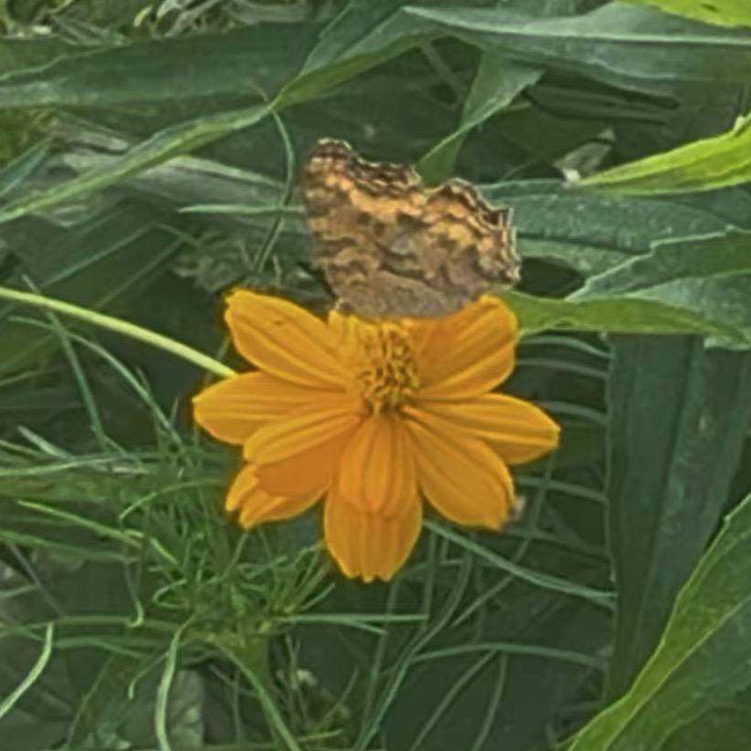 杨小杨（二姑娘）