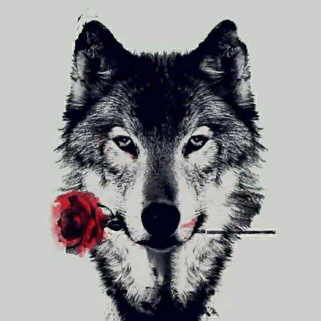 Northwest Wolf