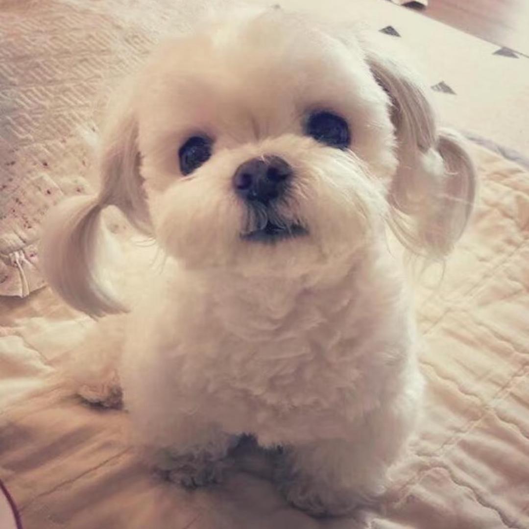 别哭啦小狗