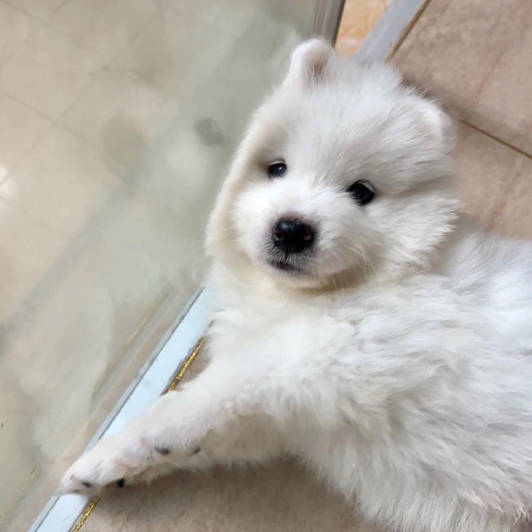 小狗咕噜噜💤