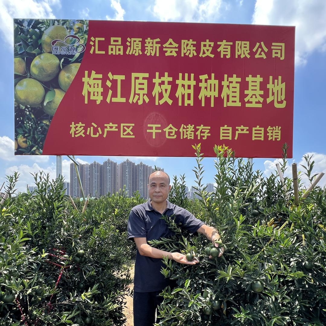 梅江大九围新会陈皮