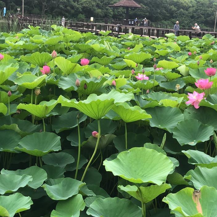 岳