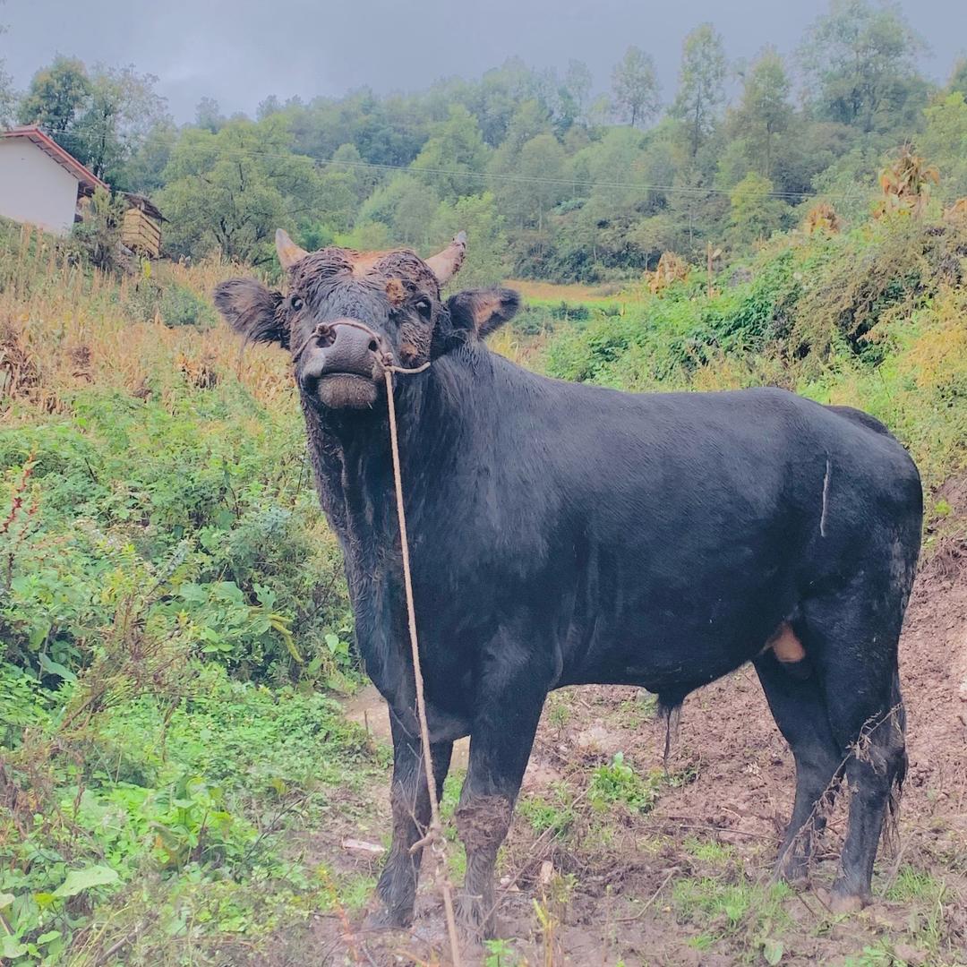 美姑 战队 🐂