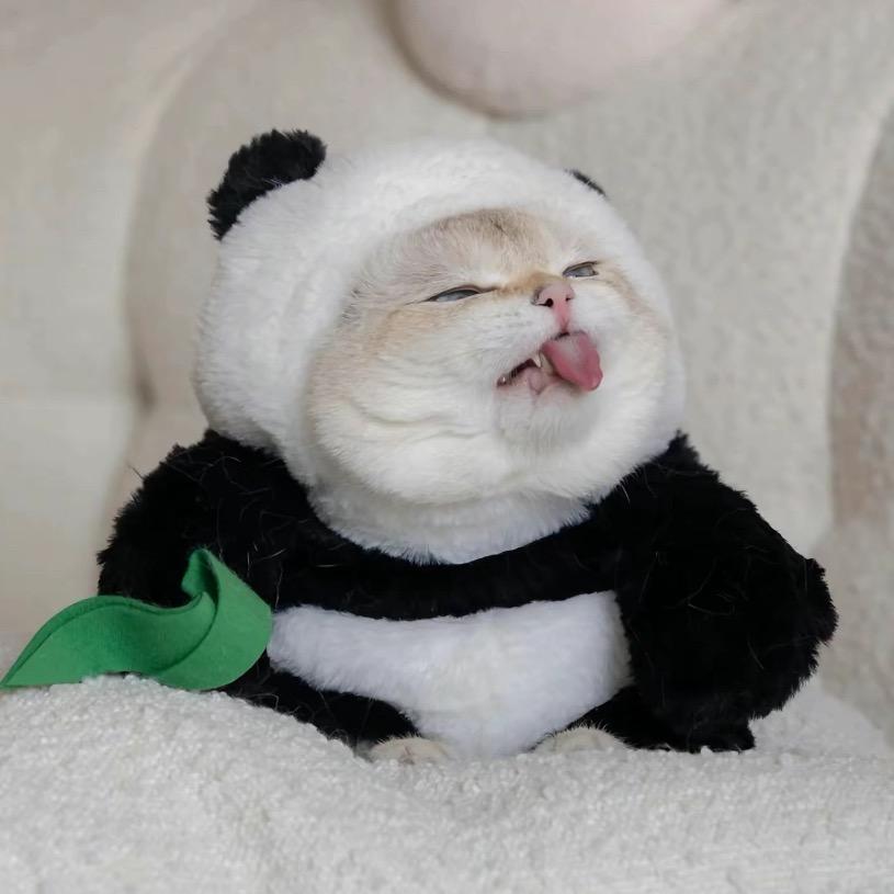 十二生肖的猫（三店）