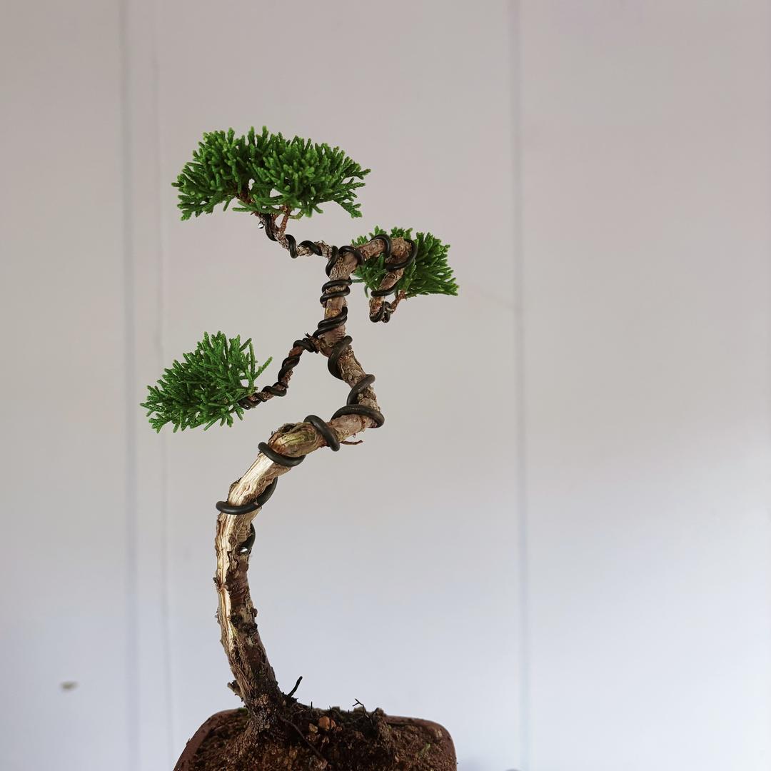 山木(微盆景)