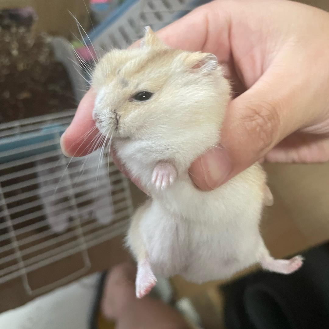 哈哈哈头像