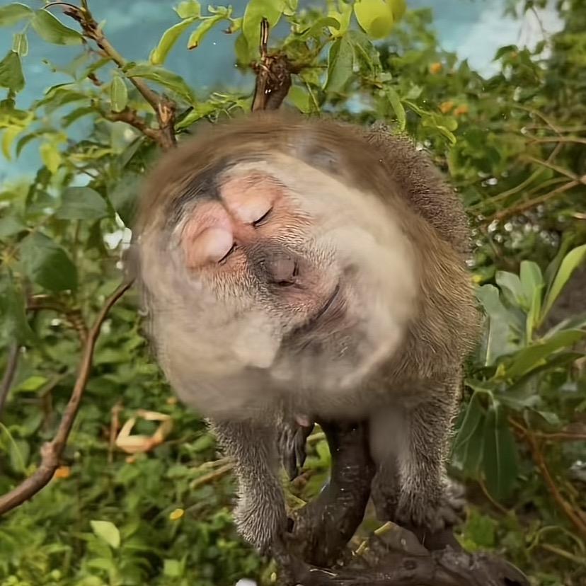 甜味凉白开
