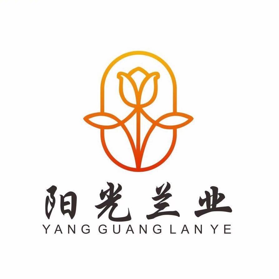 阳光蝴蝶兰