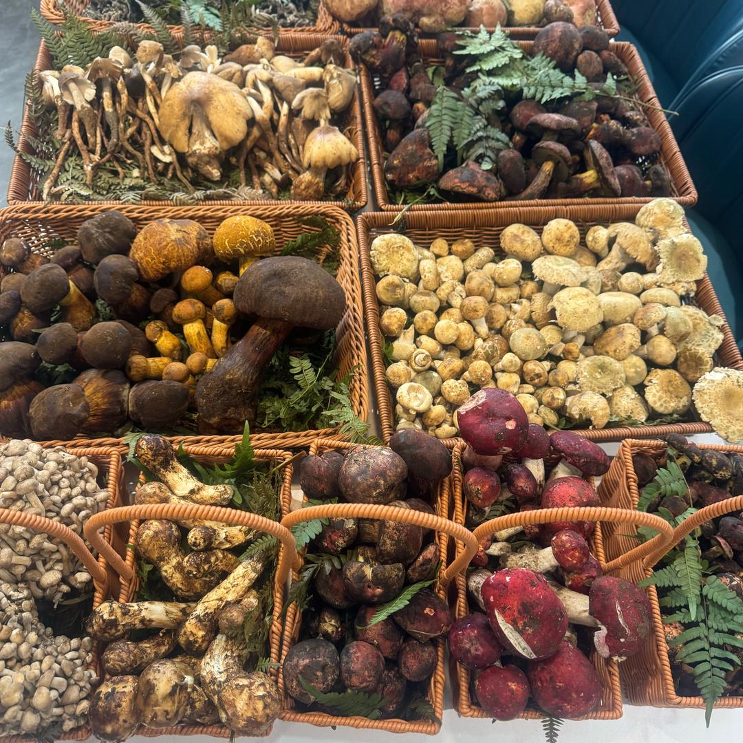 永昌阁云南野生菌