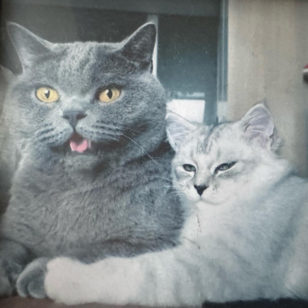 懂猫贤弟