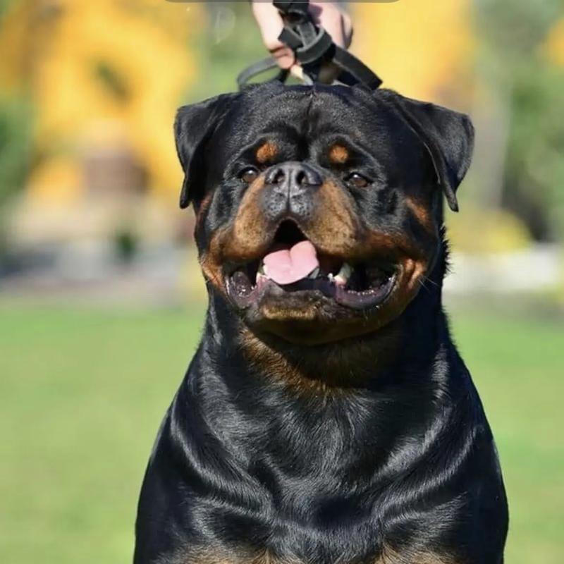 梁山冠华宠物有限公司