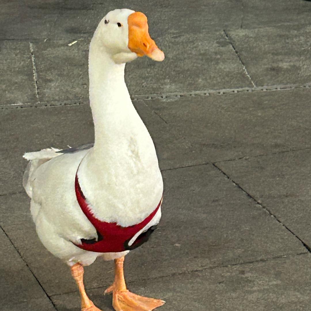 7066