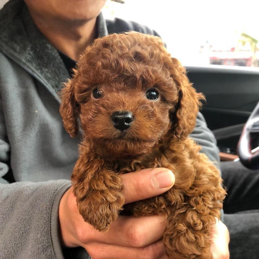 小谷逛狗市