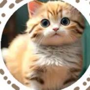 猫咪