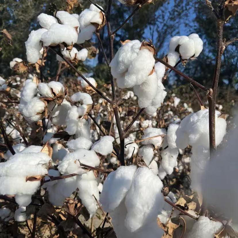 新疆棉被工厂店