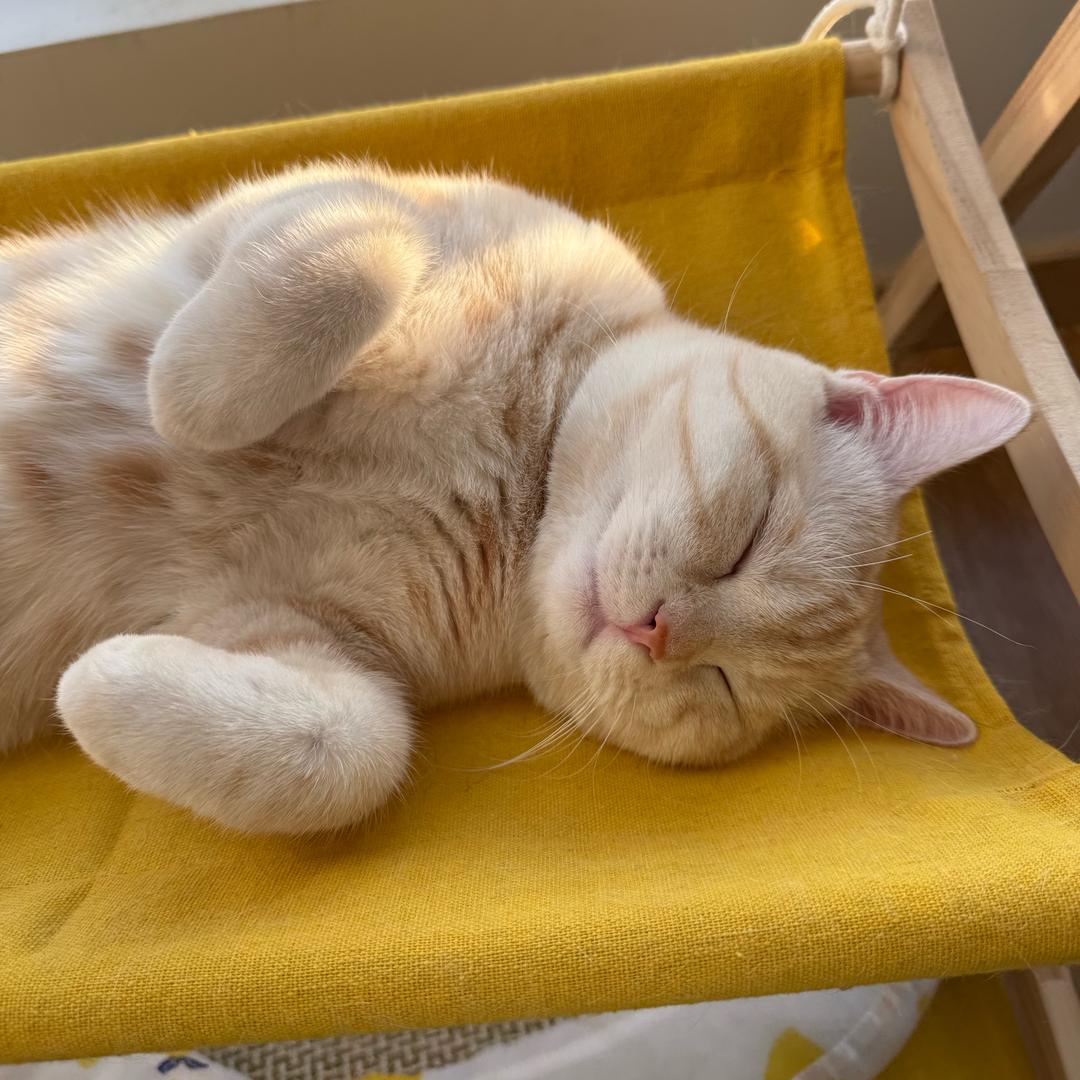 🌈🌈家有两只猫