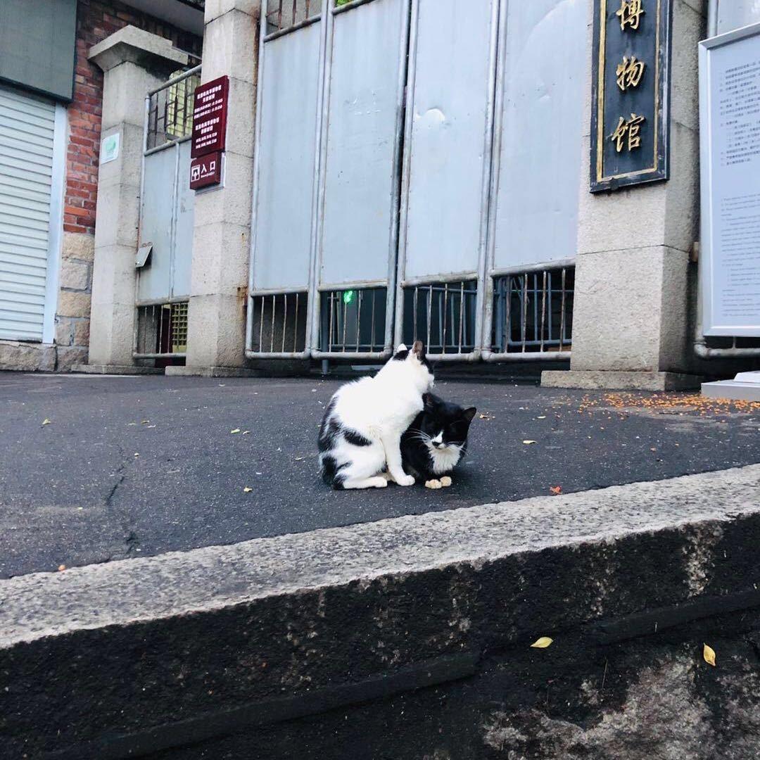 金枪大神杨师傅