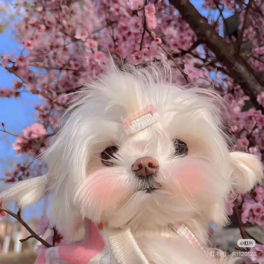 笑笑大王