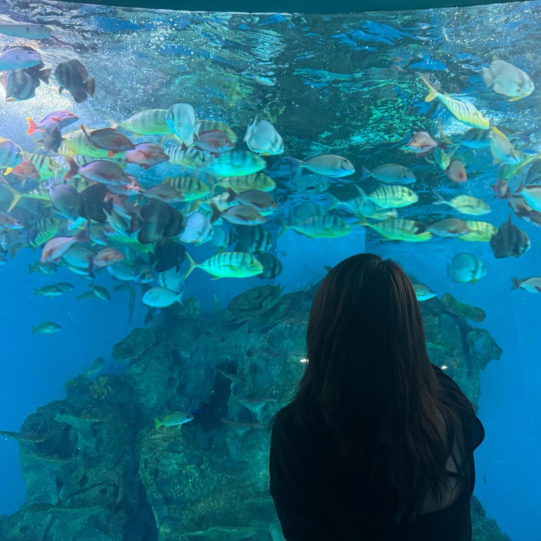 南风·四喜ᴬ⁹↘'Alice℡