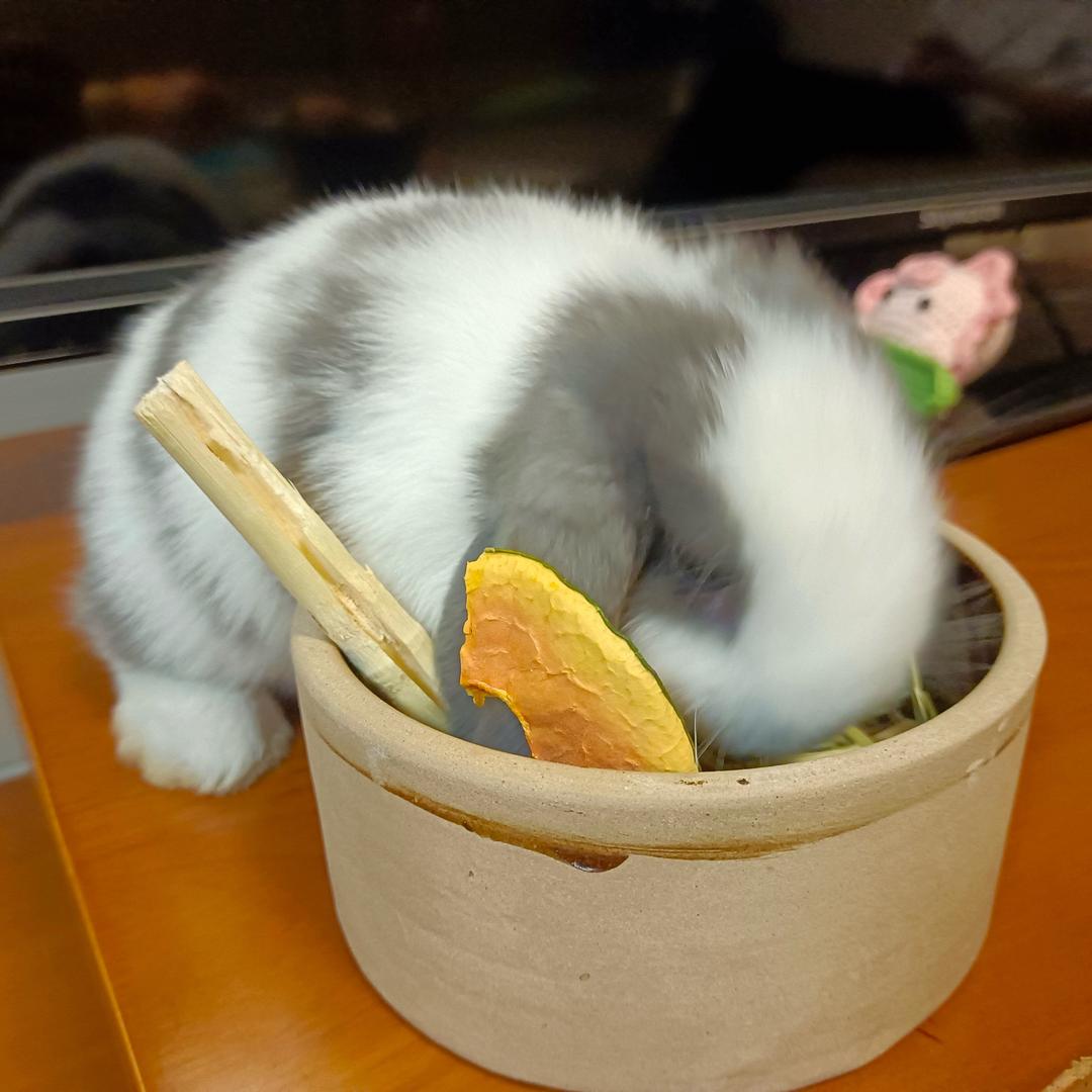 哈基兔