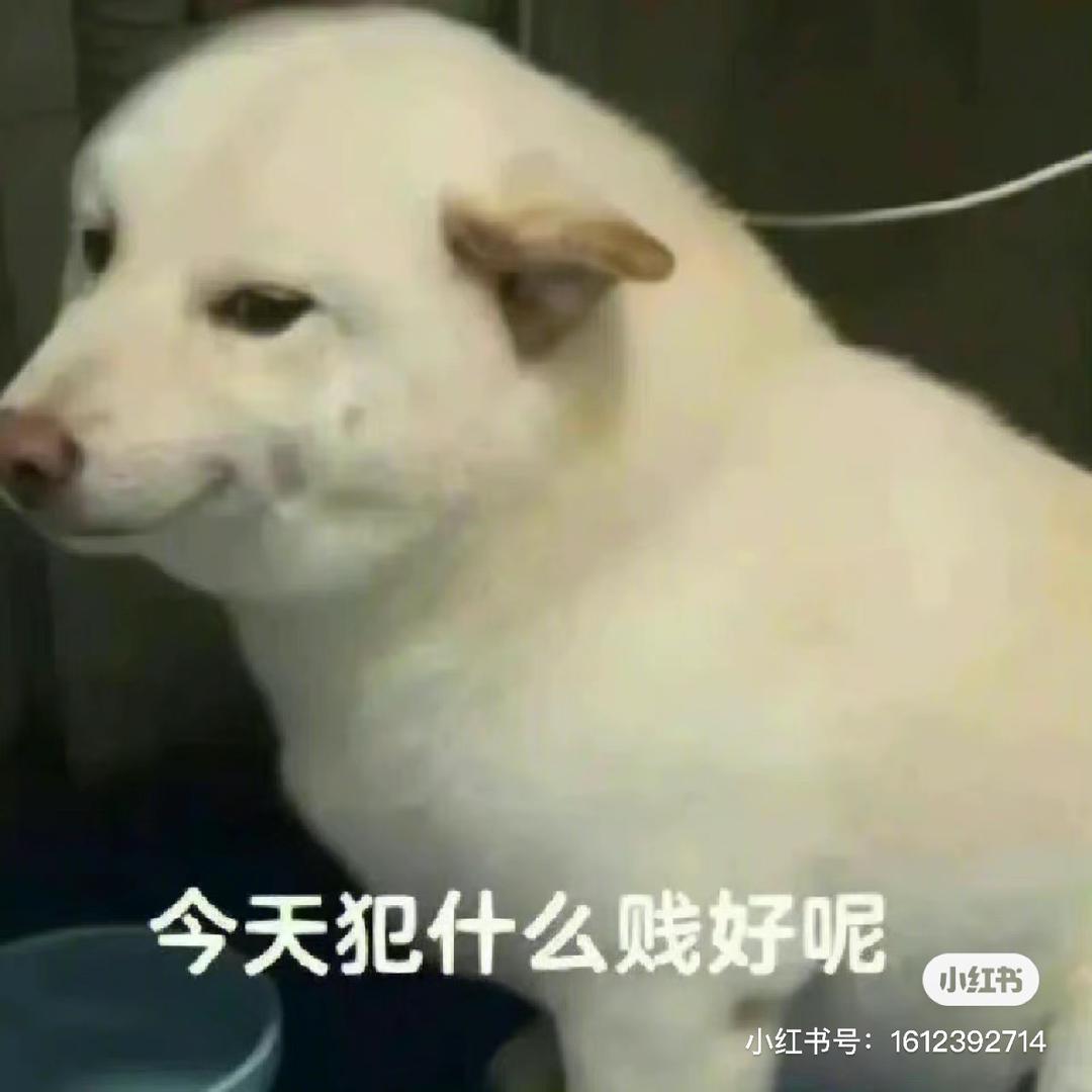 可乐的戏精时刻
