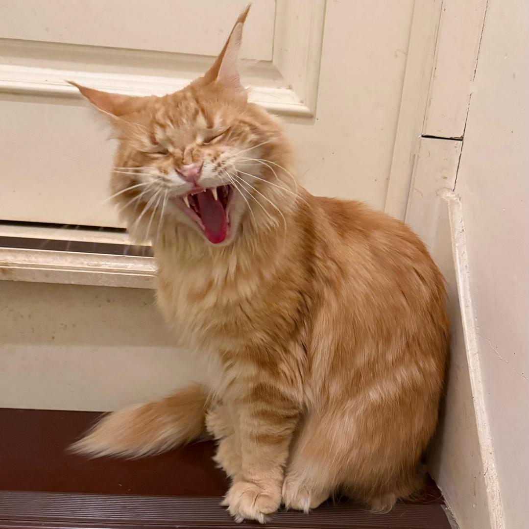 奶油芝麻巧克力球小笼虎团