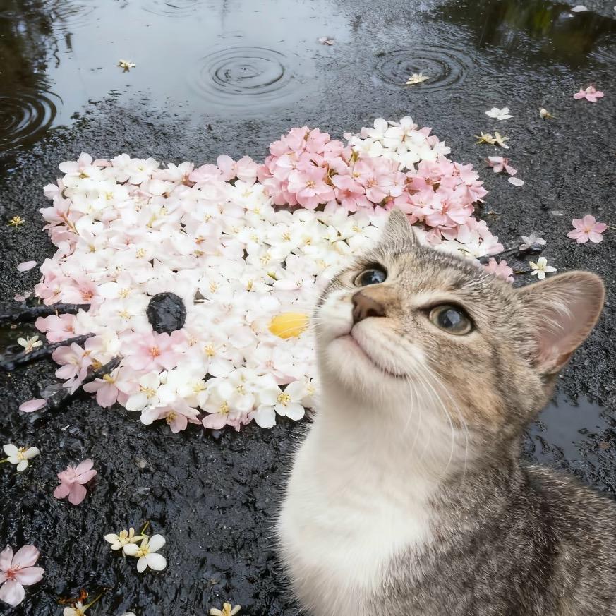 话痨小猫