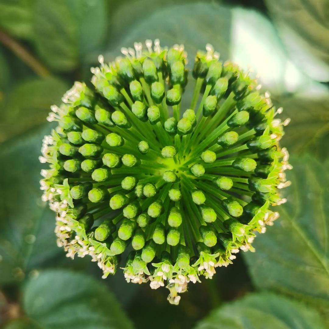 琦姐不懂参-园正源