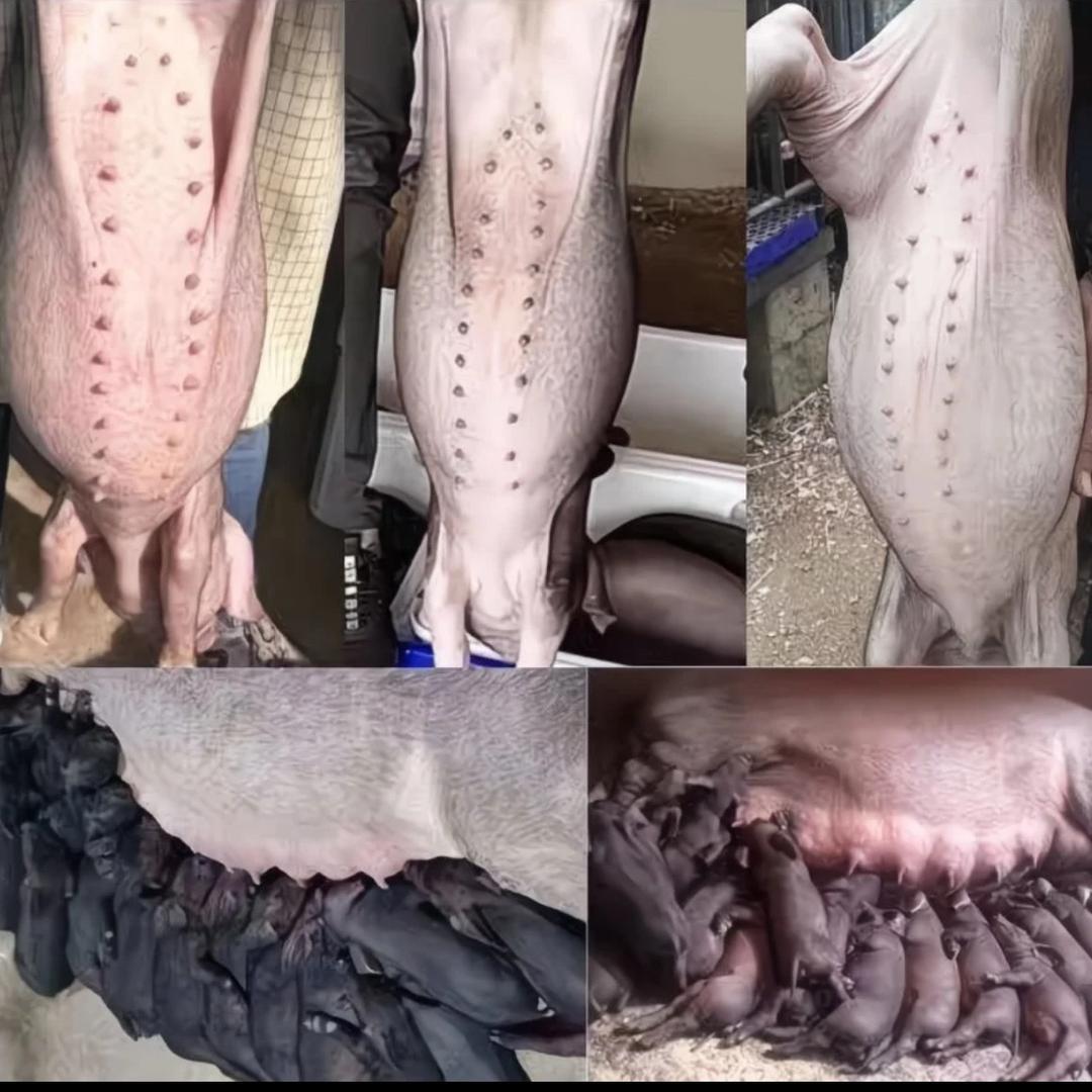 岳虹畜牧养殖