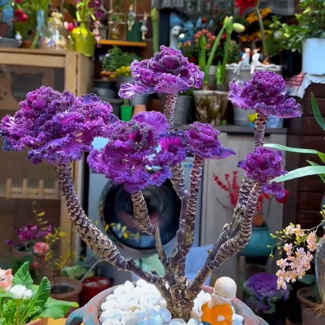 淘花林
