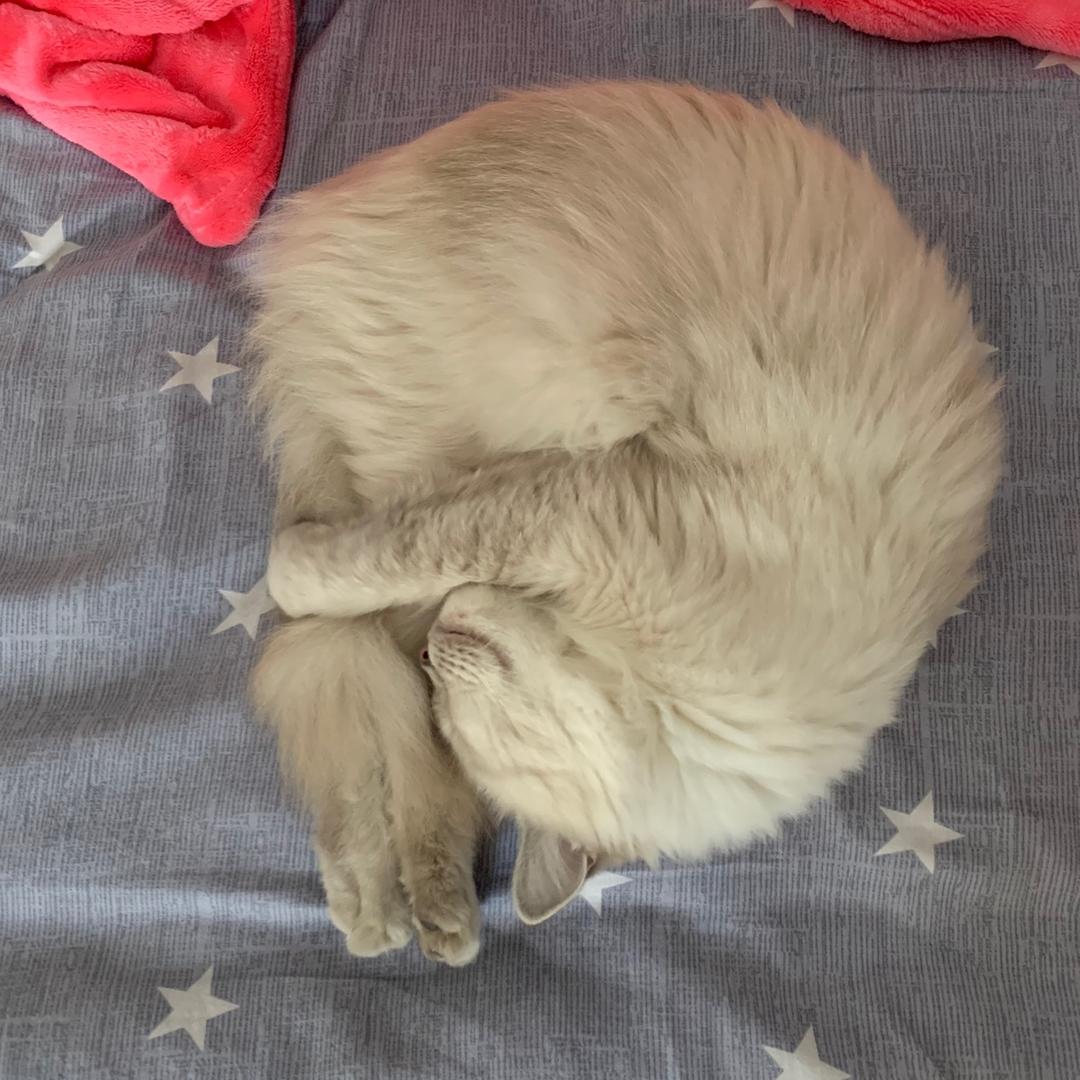 小流浪钱多多🐱