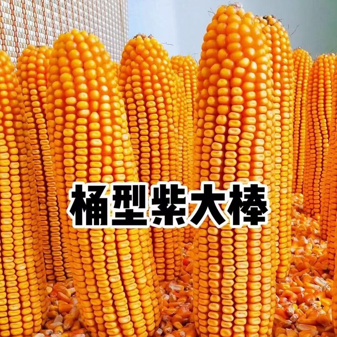 未来农业直播间03