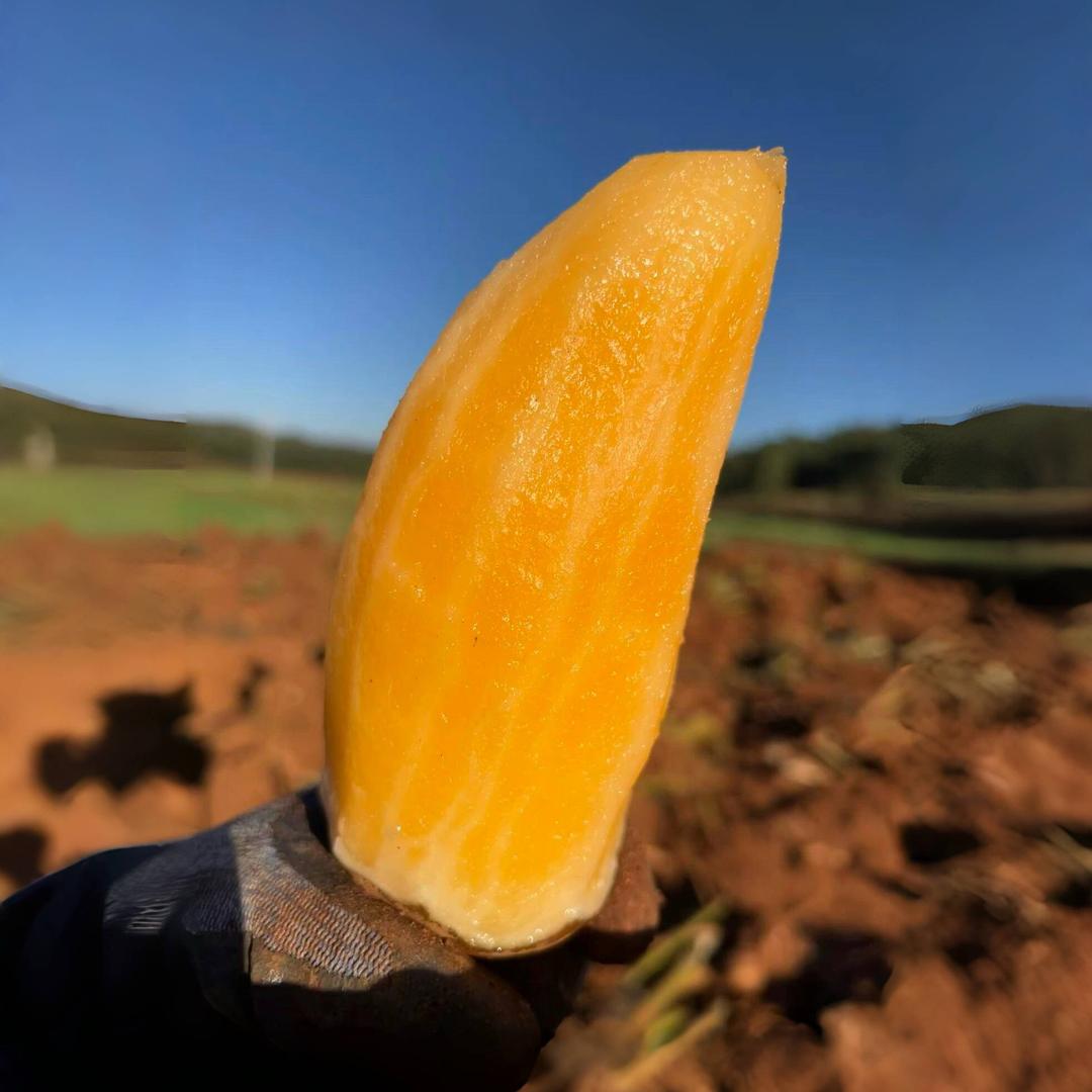 云南雪莲果基地直发