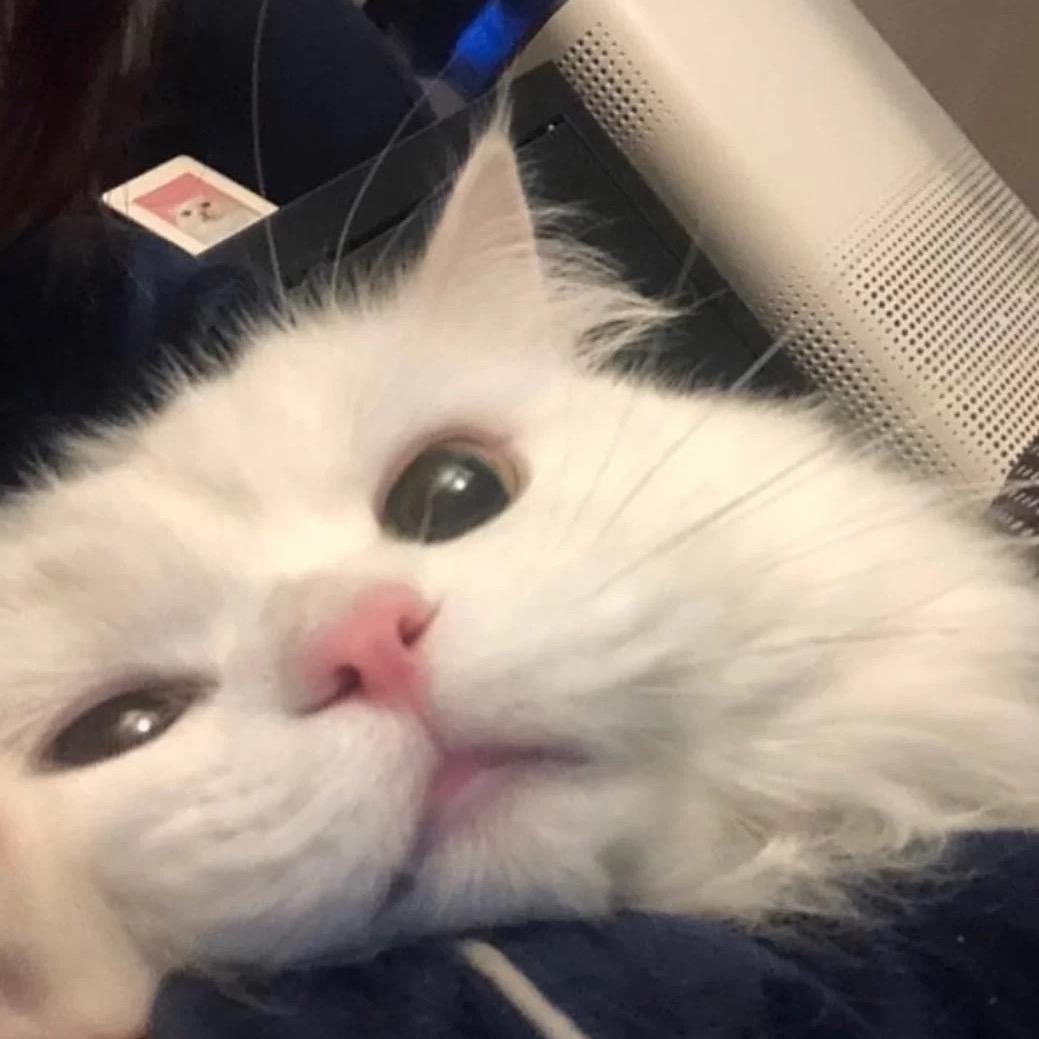 l.