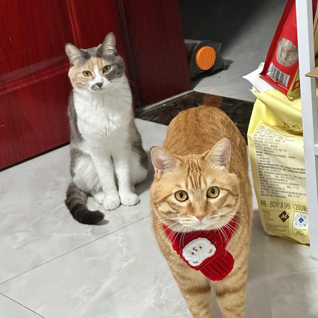 柚子吖🐱
