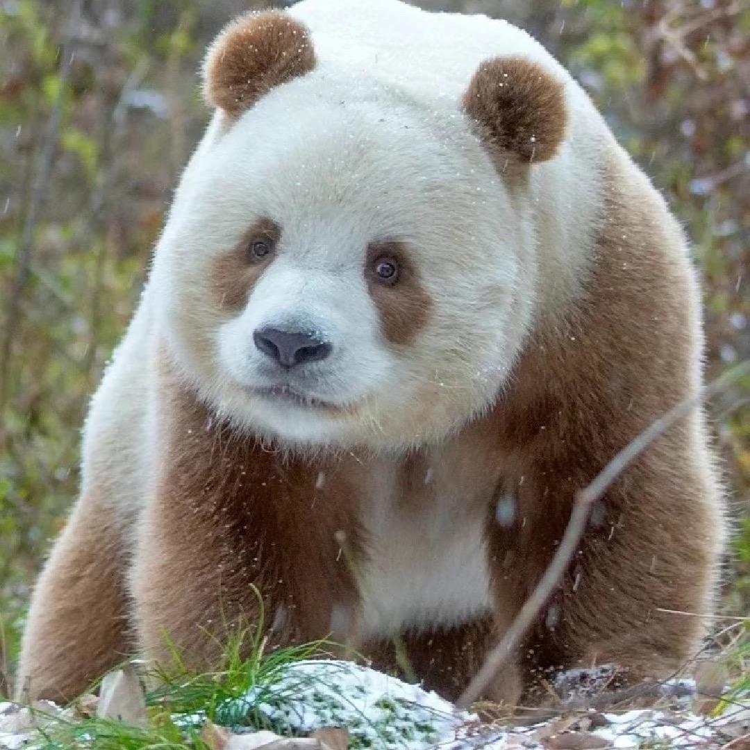 攒一口袋星星✨