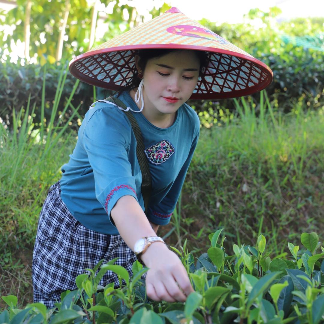 云华涧茶业小马