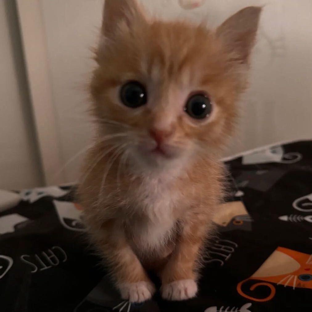 番茄沙丁鱼风暴